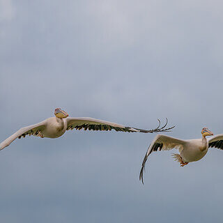 Soysambu - Flying white pelicans